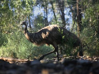 20210210182931-Mount Remarkable National Park emu.jpg